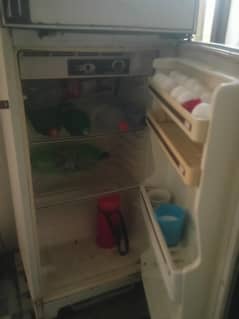 frige for sel