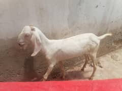 Rajanpurii crass