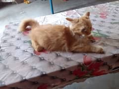 Persian
