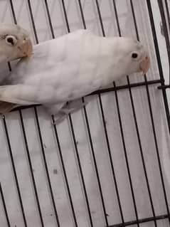 Love birds and Exhibition