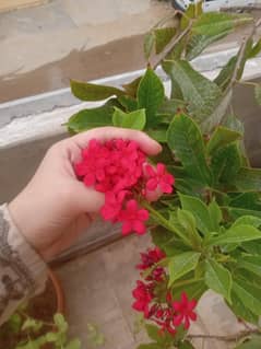 Jatropha plant for sale