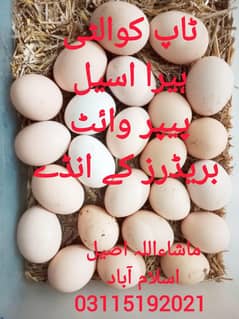 Heera Aseel Eggs / Paper White Eggs / Eggs