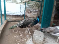 Peacock