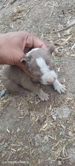 pitbbul pups hn 2 male. 1 female