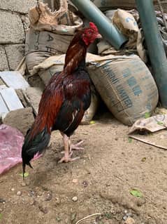 Aseel Lakha patha available for sale