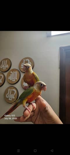 pineapple parrot