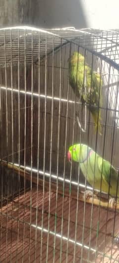 Parrot