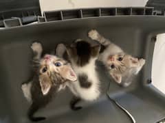 Blue eyes 3 kittens