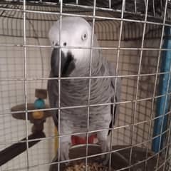Garay parrot for sale