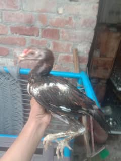 aseel chicks & australorp hens for sale