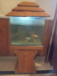 Aquarium with 3 fishes