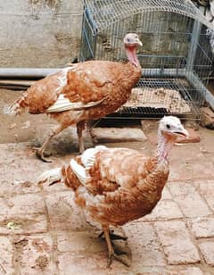Red turkey breeder  females
