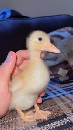 Ducks
