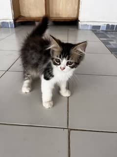 Persian kittens for sale
