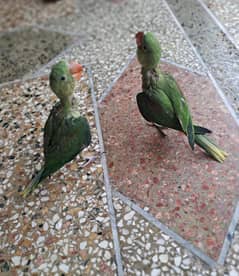 raw chick's
