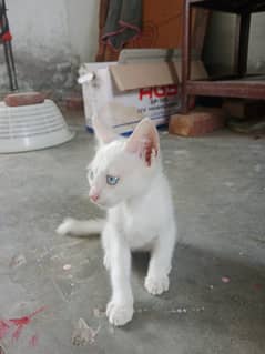 for sale