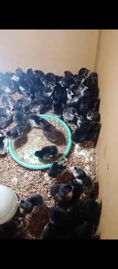 Australorp and Lohman Brown