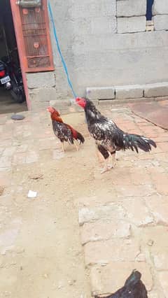aseel pair and one mail