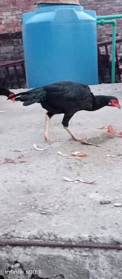 aseel jawa mian wali javi female