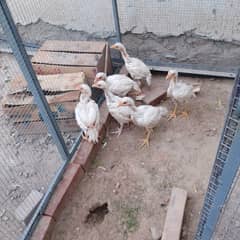 Aseel Heeray Murgay