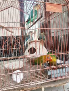 Fisher for sell