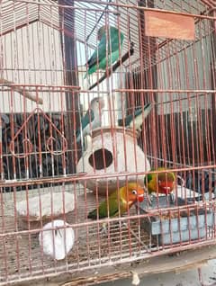 Fisher for sell