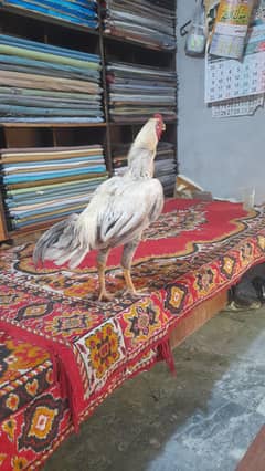 minawali