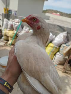 Aseel madi for sale