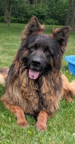 Gsd importe quality male only for stud