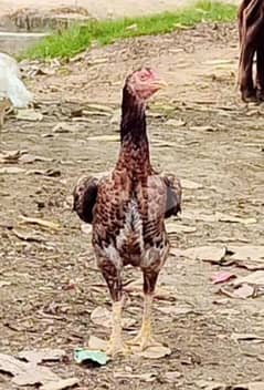Pakistani old blood lines aseel females