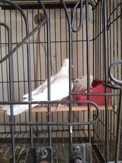 Red eyes tufted  khumray