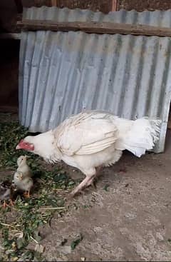 Aseel Heera Made white nok nalli main with 3 Aseel chicks