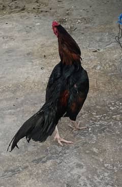 Aseel Murgha