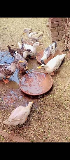Ducks