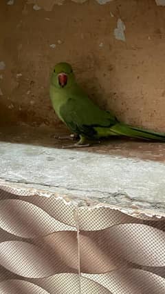 parrot