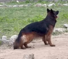 Gsd importe quality male only for stud