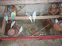 stalian parrot for sale contact no. 03425576992