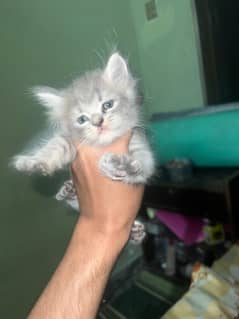 Cat for sale