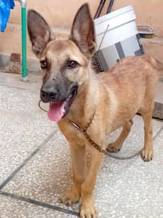 Alsatian Male Puppy