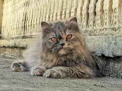 Xperia 5 mark 3 and cat for sale