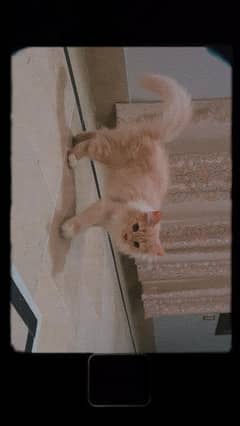 kitten