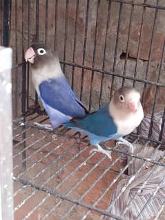 Fischer Love Birds