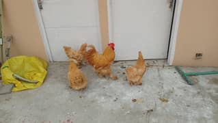 Golden Heavy Buff Flock