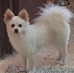 Beautiful 1-Year-Old Vaccinated Pomeranian for Sale