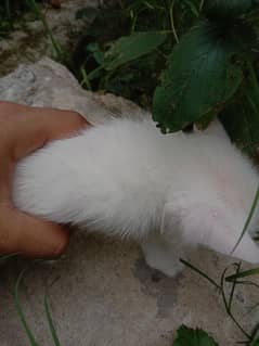 Cross persian