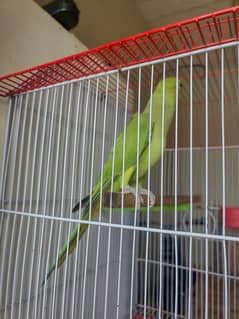 ringneck age 4 month male with cage