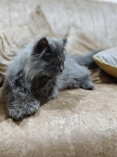 Persian cat