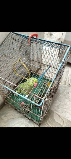 Green parrot