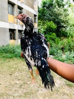 lassani  cheeni aseel  female for sale