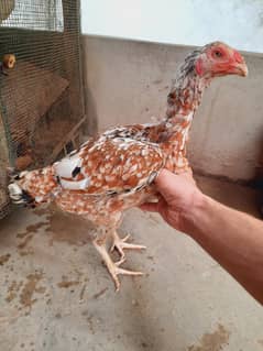 top class  aseel  female  for  sale